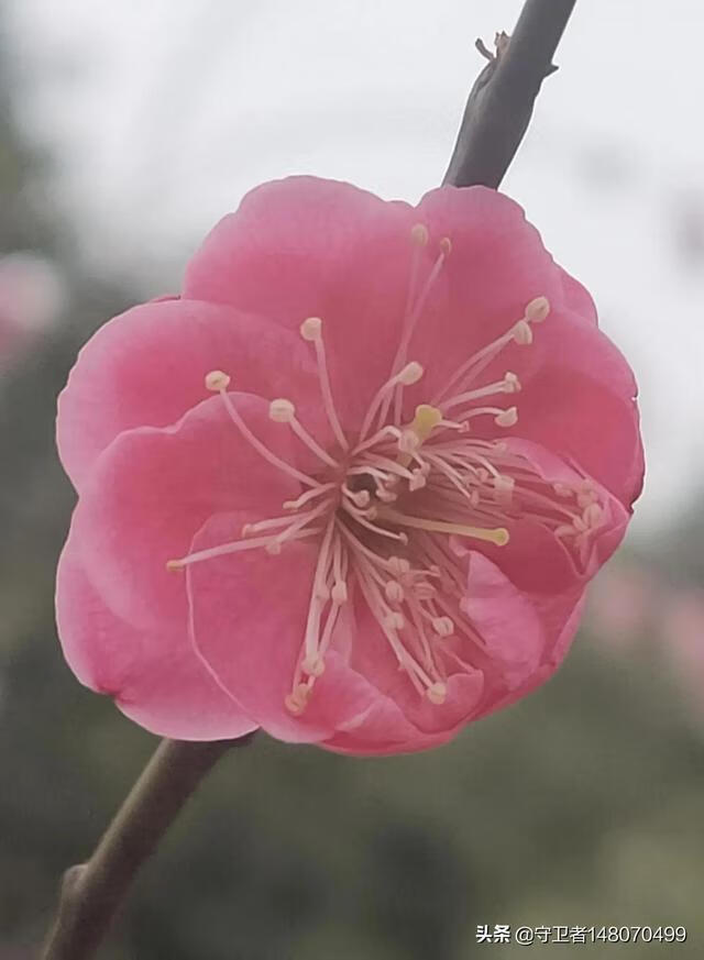 三八妇女节快乐!(三八国际劳动妇女节)