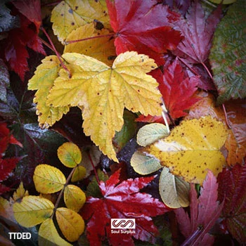 [嘻哈说唱采样]Soul Surplus Autumn Bliss [WAV]（316Mb）
