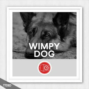 [狗哀鸣声FX音效采样]Big Room Sound Wimpy Dog [WAV]（107Mb）