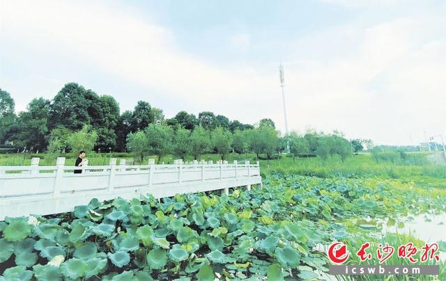 三秋桂子十里荷花是哪个地方(三秋桂子十里荷花描写的是哪里)