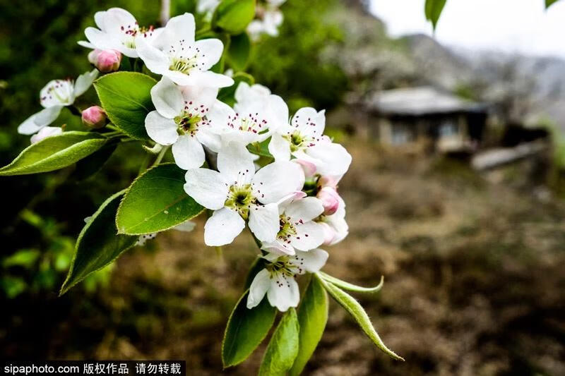 梨花的样子 颜色 气味 形(梨花样子颜色气味其他)