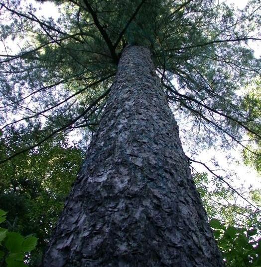 第四,天然红松林在防护效益,涵养水源方面发挥着巨大作用.