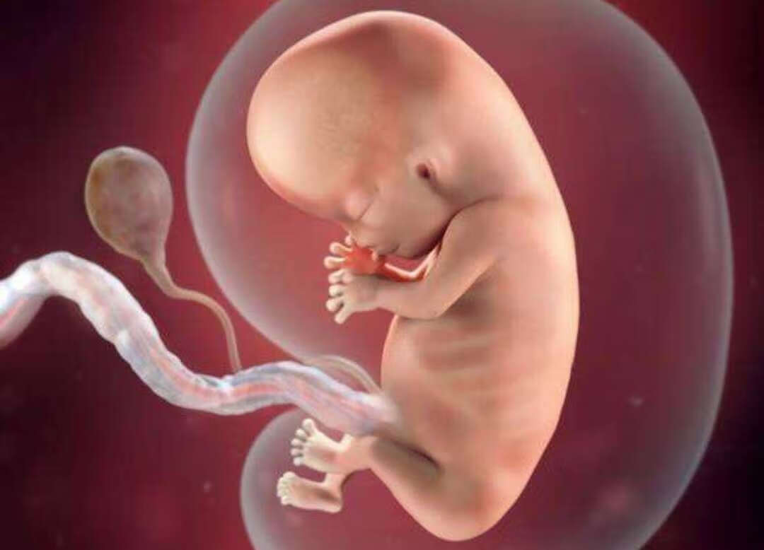 胎儿20周的大小图片图片