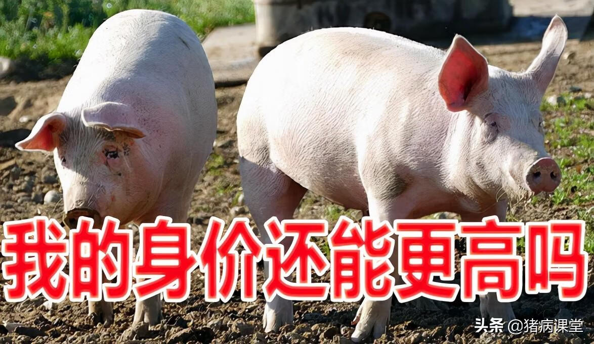 今日猪价猪易网(养猪网)