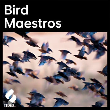 [嘻哈说唱采样]Splice Explores Bird Maestros [WAV]（242Mb）