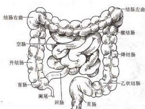 肠道蛔虫病症状(儿童蛔虫病症状)