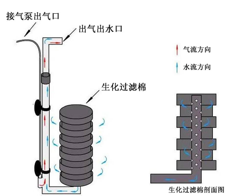 水妖精是什么东西(鱼缸水妖精)