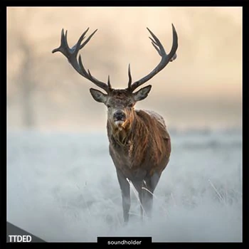 [雄鹿咆哮FX音效]Soundholder Roaring Stags [WAV]（999Mb）